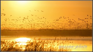 渡り鳥たちの朝（ウトナイ湖にて）